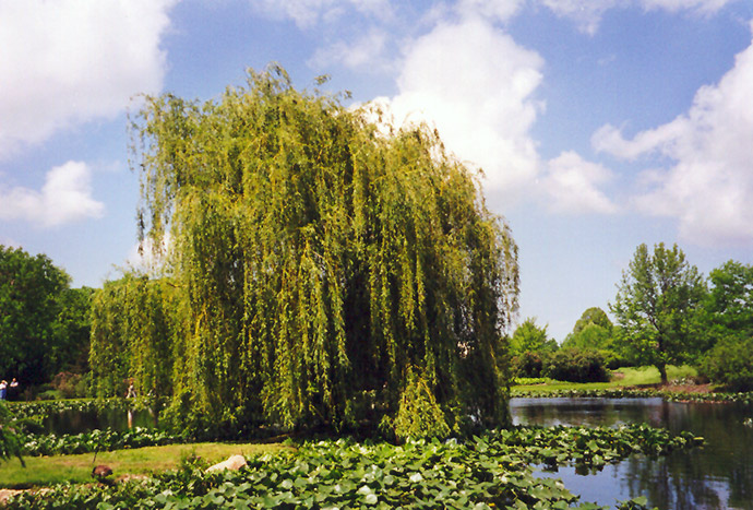 Golden Weeping Willow (Salix alba 'Tristis') at Longfellow's Greenhouses