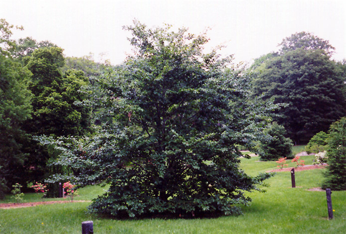American Beech (Fagus grandifolia) at Longfellow's Greenhouses