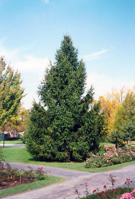 Norway Spruce (Picea abies) at Longfellow's Greenhouses