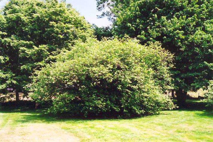 American Hazelnut (Corylus americana) at Longfellow's Greenhouses