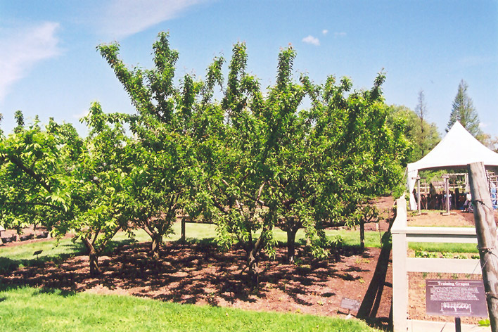 Mount Royal Plum (Prunus 'Mount Royal') at Longfellow's Greenhouses