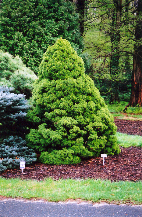 Dwarf Alberta Spruce (Picea glauca 'Conica') at Longfellow's Greenhouses