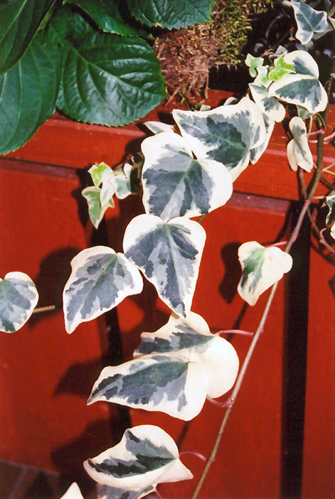 Variegated English Ivy (Hedera helix 'Variegata') at Longfellow's Greenhouses