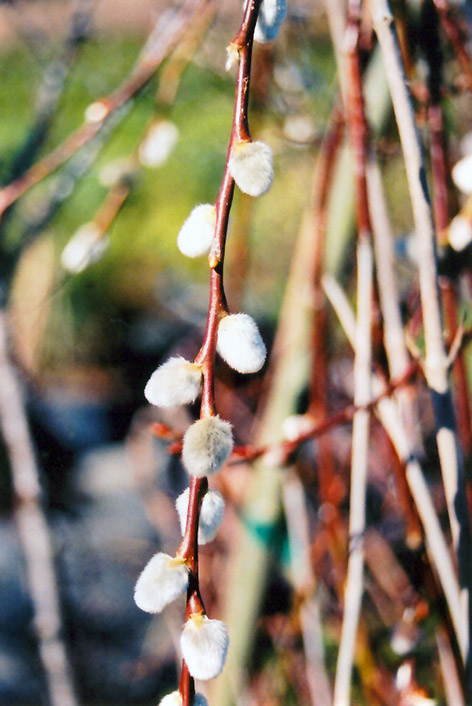 French Pussy Willow (Salix caprea) at Longfellow's Greenhouses