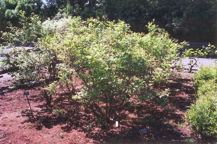 Northland Blueberry (Vaccinium corymbosum 'Northland') at Longfellow's Greenhouses