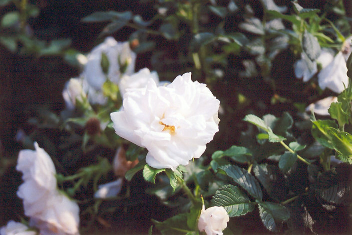 Blanc Double de Coubert Rose (Rosa 'Blanc Double de Coubert') at Longfellow's Greenhouses