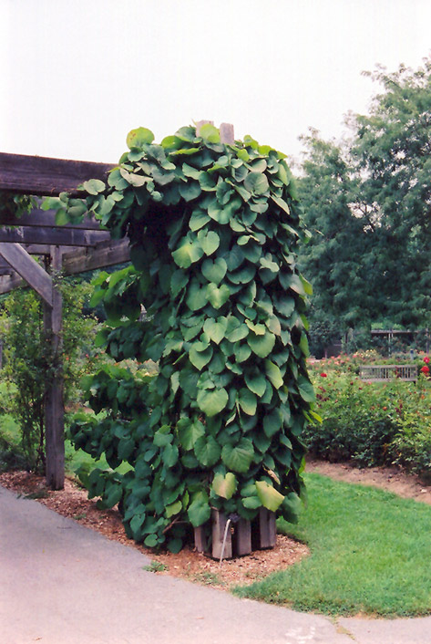 Dutchman's Pipe (Aristolochia macrophylla) at Longfellow's Greenhouses