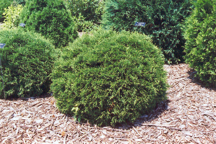 Hetz Midget Arborvitae (Thuja occidentalis 'Hetz Midget') at Longfellow's Greenhouses