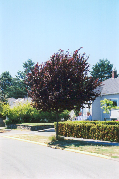 Newport Plum (Prunus cerasifera 'Newport') at Longfellow's Greenhouses