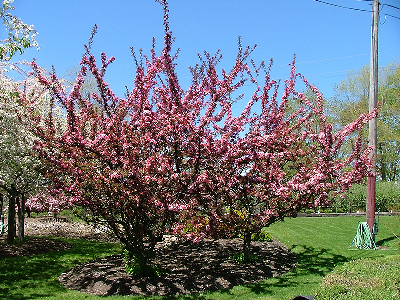 Camelot Flowering Crab (Malus 'Camelot') at Longfellow's Greenhouses