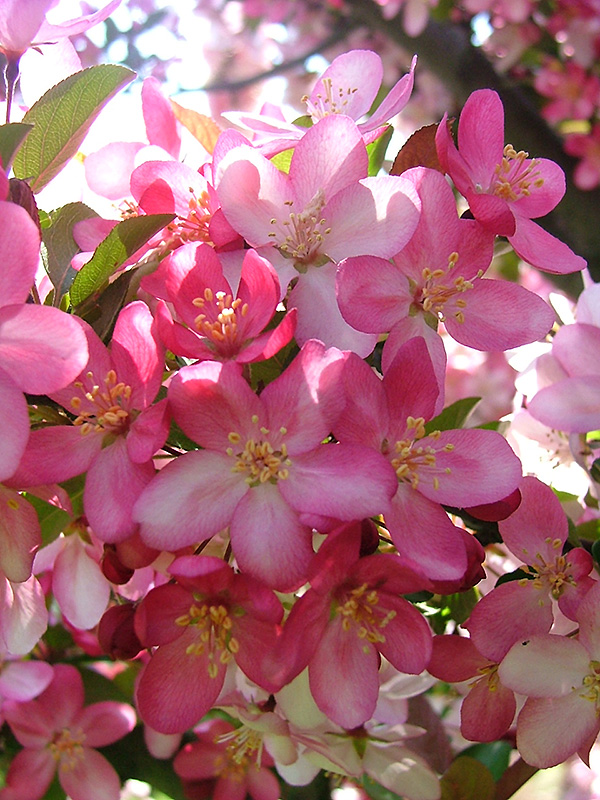 Camelot Flowering Crab (Malus 'Camelot') at Longfellow's Greenhouses