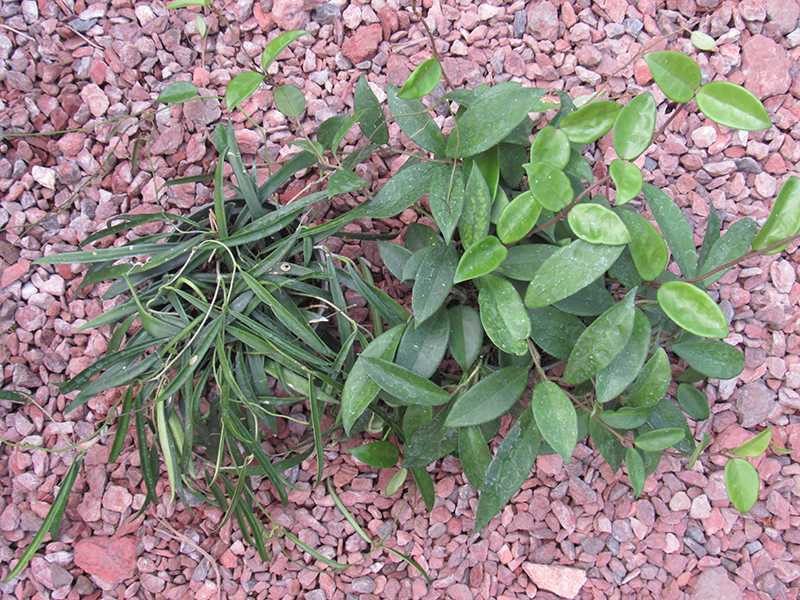 Jade Wax Plant (Hoya carnosa 'Jade') at Longfellow's Greenhouses