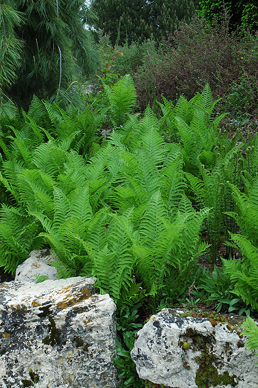 Ostrich Fern (Matteuccia struthiopteris) at Longfellow's Greenhouses