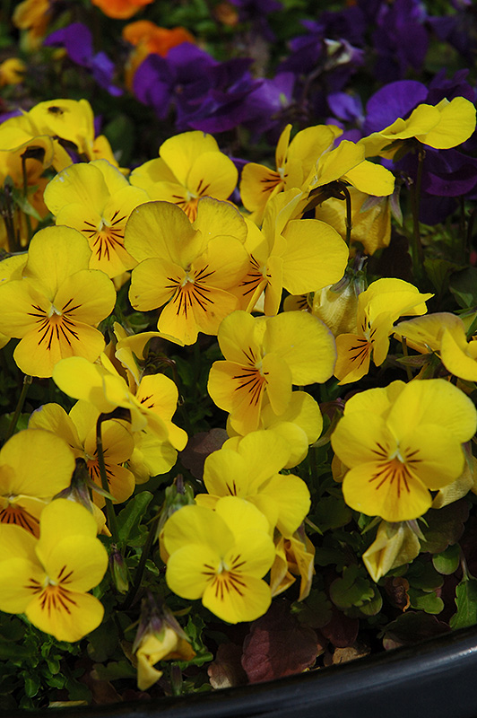 Penny Yellow Pansy (Viola cornuta 'Penny Yellow') at Longfellow's Greenhouses