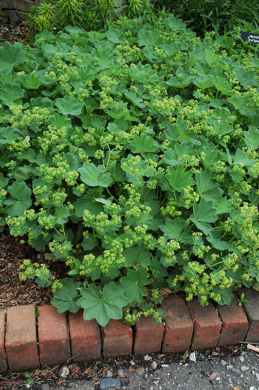 Thriller Lady's Mantle (Alchemilla 'Thriller') at Longfellow's Greenhouses