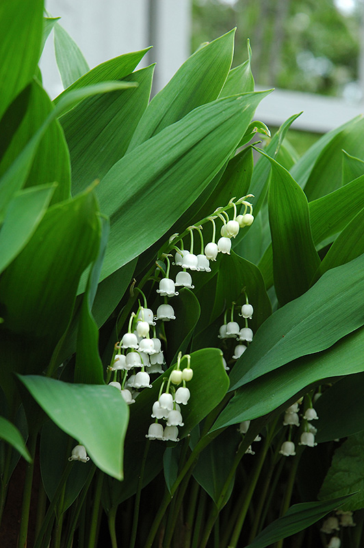 Lily-Of-The-Valley (Convallaria majalis) at Longfellow's Greenhouses