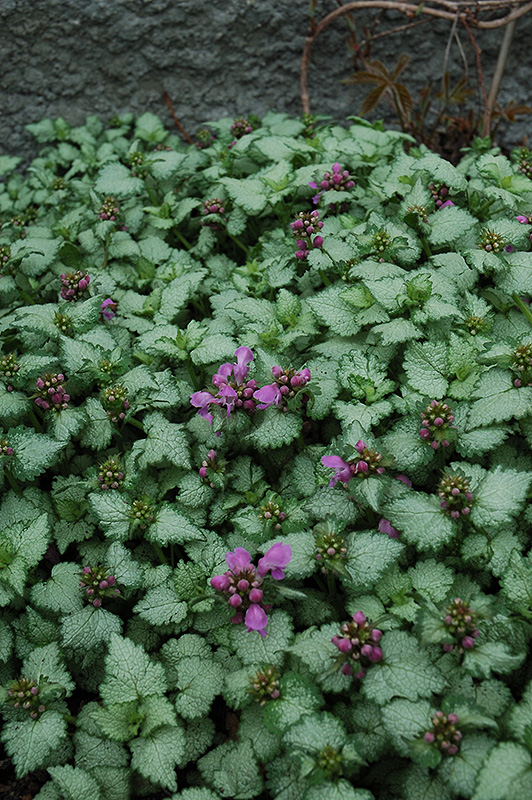 Red Nancy Spotted Dead Nettle (Lamium maculatum 'Red Nancy') at Longfellow's Greenhouses