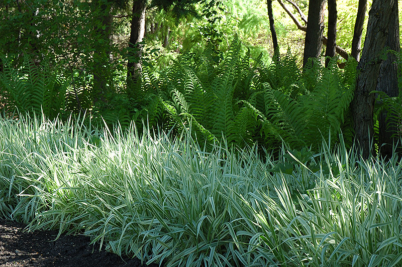 Variegated Ribbon Grass (Phalaris arundinacea 'Picta') at Longfellow's Greenhouses