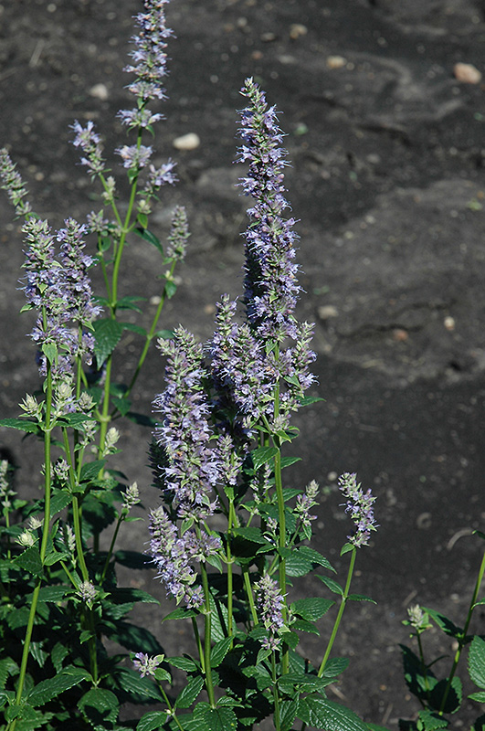 Anise Hyssop (Agastache foeniculum) at Longfellow's Greenhouses