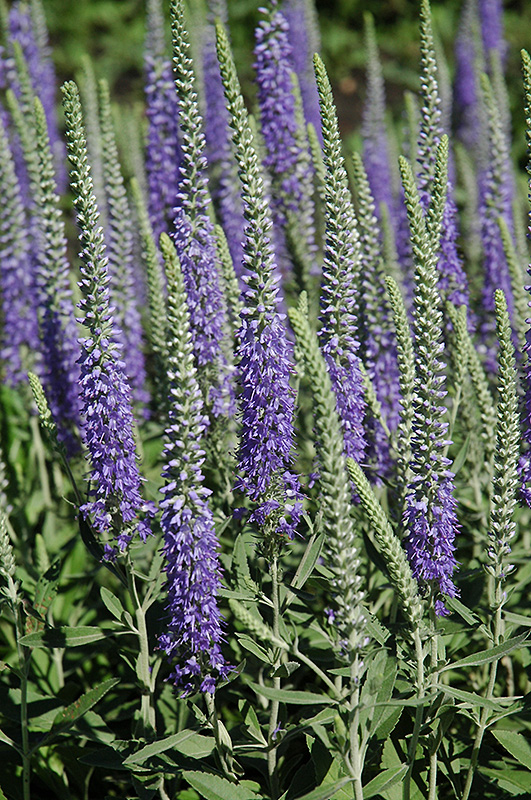 Wooly Speedwell (Veronica spicata 'var. incana') at Longfellow's Greenhouses