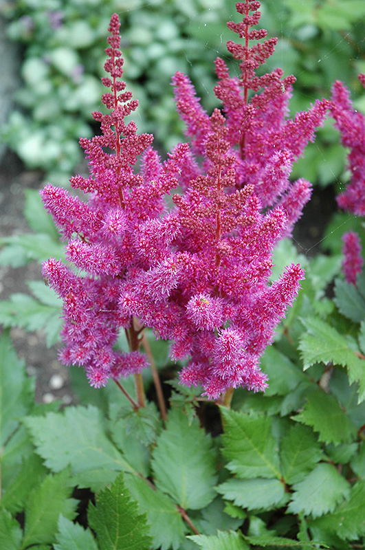 Visions Astilbe (Astilbe chinensis 'Visions') at Longfellow's Greenhouses