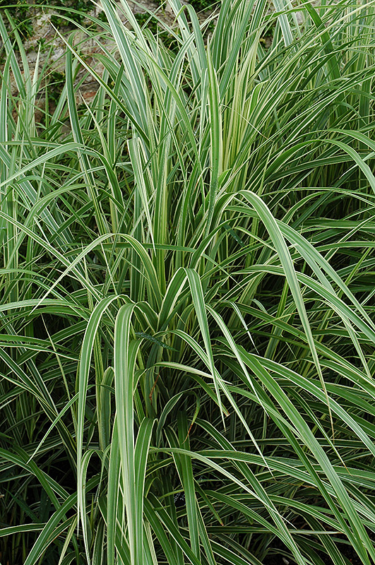 Variegated Silver Grass (Miscanthus sinensis 'Variegatus') at Longfellow's Greenhouses