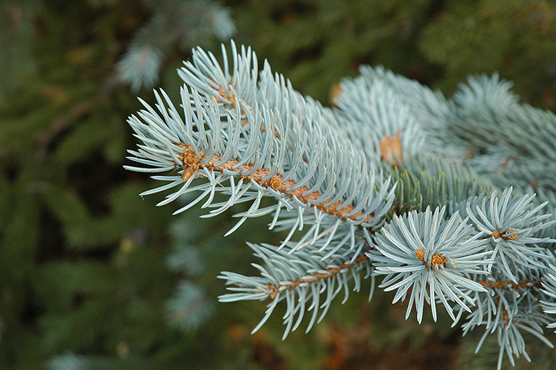 Blue Colorado Spruce (Picea pungens 'var. glauca') at Longfellow's Greenhouses