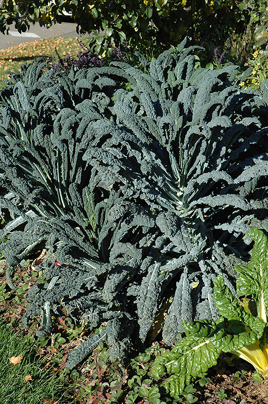 Dinosaur Kale (Brassica oleracea var. sabellica 'Lacinato') at Longfellow's Greenhouses