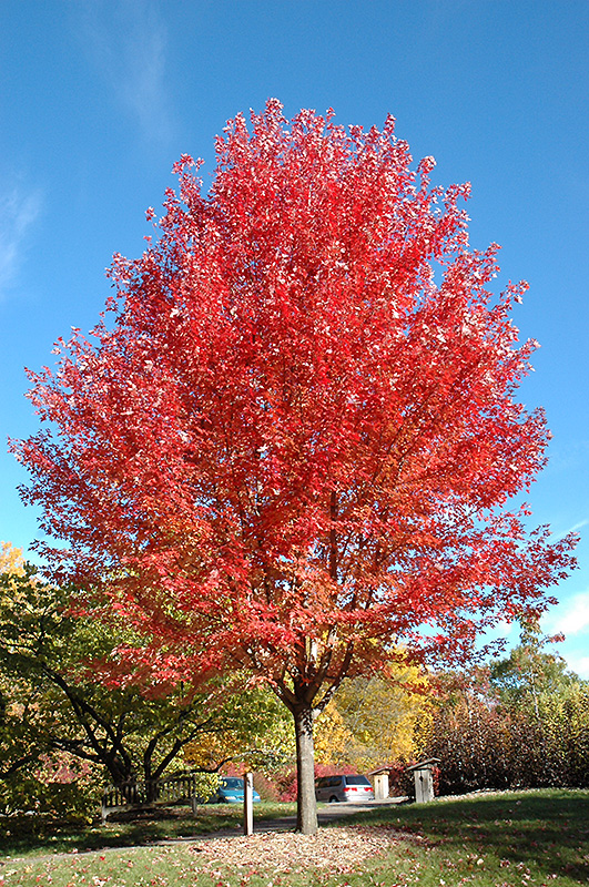 Autumn Blaze Maple (Acer x freemanii 'Jeffersred') at Longfellow's Greenhouses