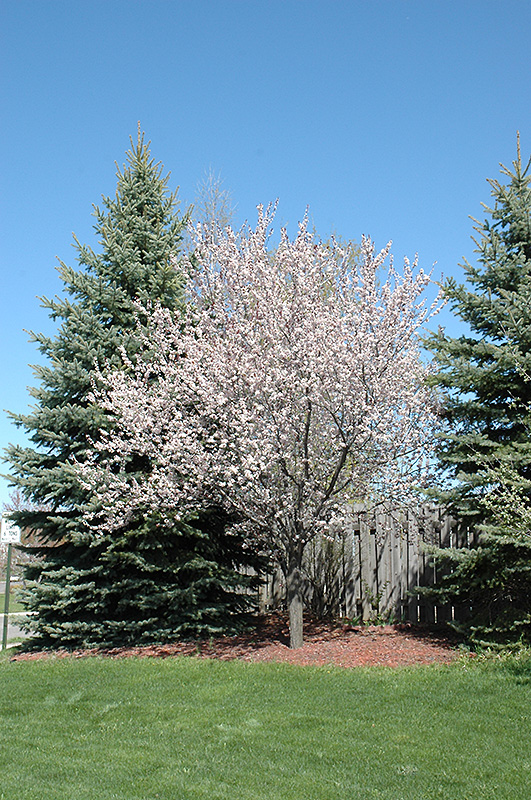 Newport Plum (Prunus cerasifera 'Newport') at Longfellow's Greenhouses