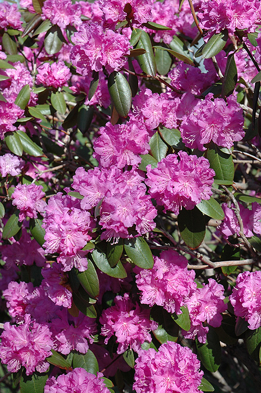 P.J.M. Rhododendron (Rhododendron 'P.J.M.') at Longfellow's Greenhouses