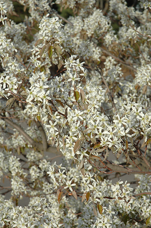Shadblow Serviceberry (Amelanchier canadensis) at Longfellow's Greenhouses