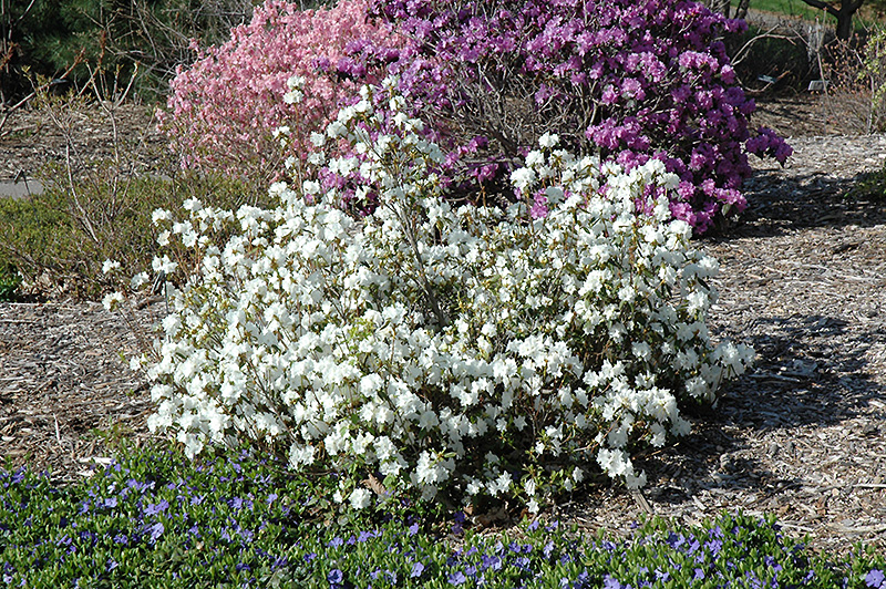 April Snow Rhododendron (Rhododendron 'April Snow') at Longfellow's Greenhouses