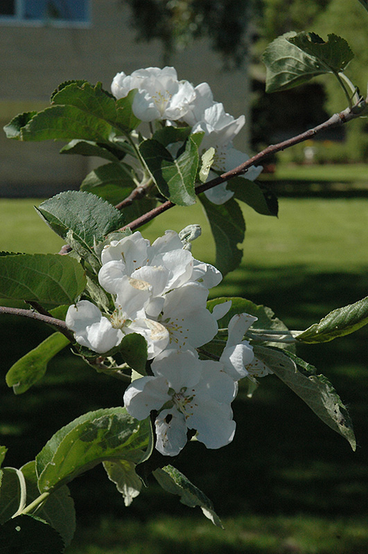 MacIntosh Apple, Apple Trees