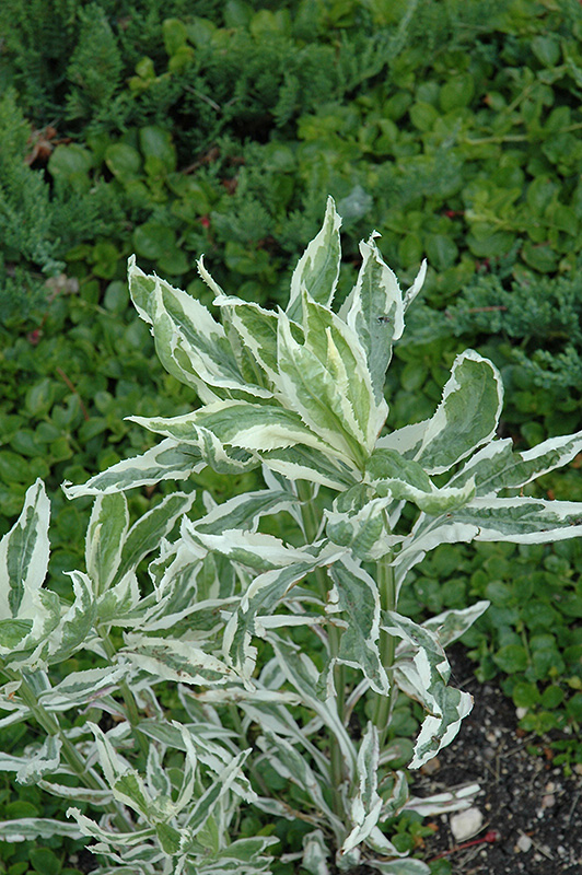 Variegated Obedient Plant (Physostegia virginiana 'Variegata') at Longfellow's Greenhouses
