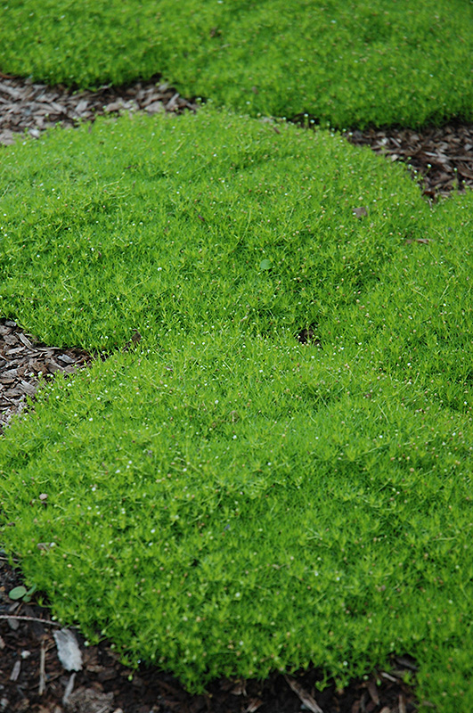 Irish Moss (Sagina subulata) at Longfellow's Greenhouses