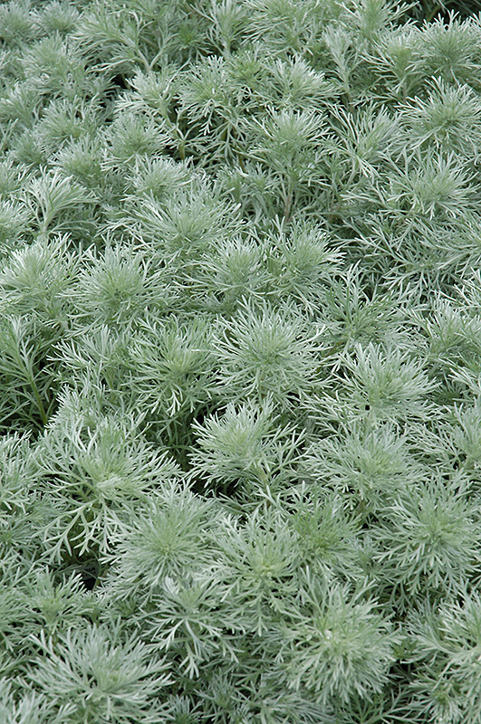 Silver Mound Artemesia (Artemisia schmidtiana 'Silver Mound') at Longfellow's Greenhouses
