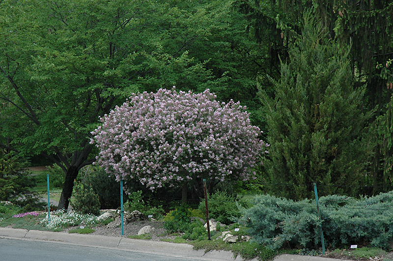 Dwarf Korean Lilac (tree form) (Syringa meyeri 'Palibin (tree form)') at Longfellow's Greenhouses