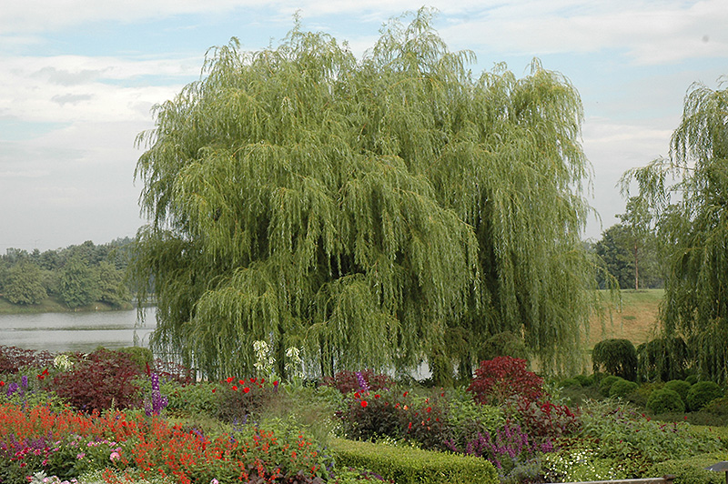 Golden Weeping Willow (Salix alba 'Tristis') at Longfellow's Greenhouses