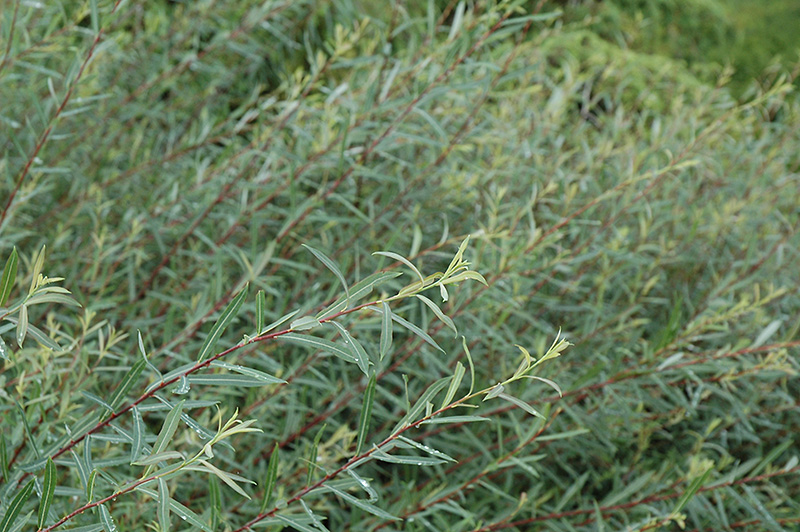Creeping Arctic Willow (Salix purpurea 'Nana') at Longfellow's Greenhouses