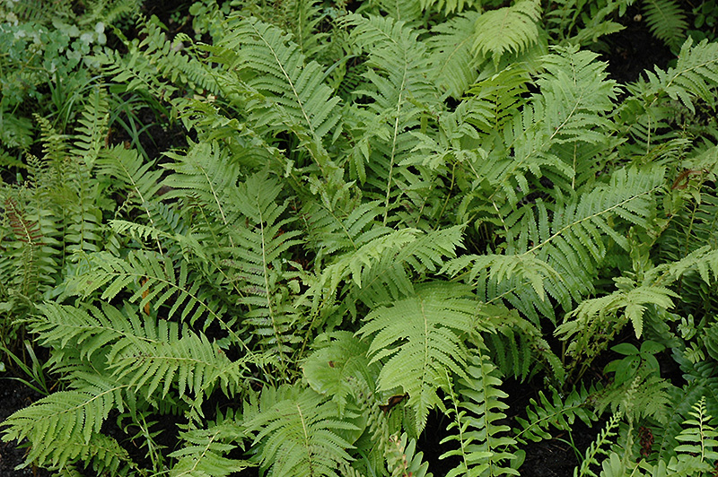 Christmas Fern (Polystichum acrostichoides) at Longfellow's Greenhouses