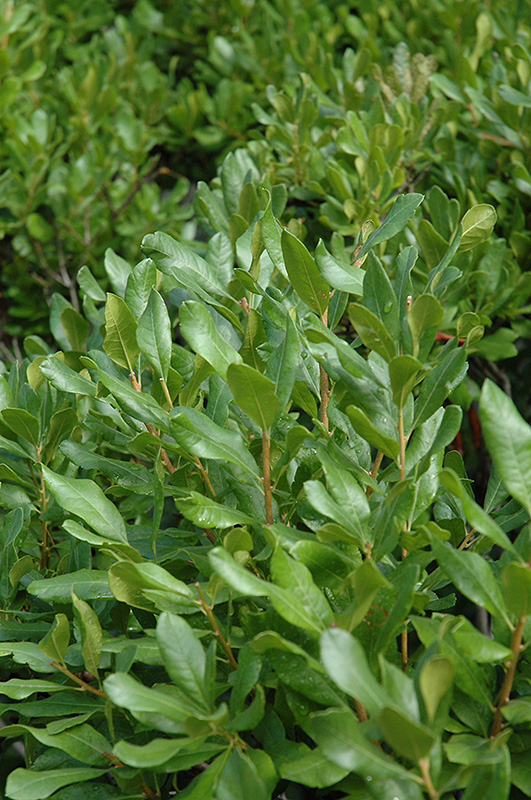 Northern Bayberry (Myrica pensylvanica) at Longfellow's Greenhouses