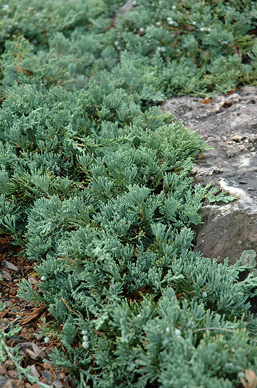 Blue Rug Juniper (Juniperus horizontalis 'Wiltonii') at Longfellow's Greenhouses