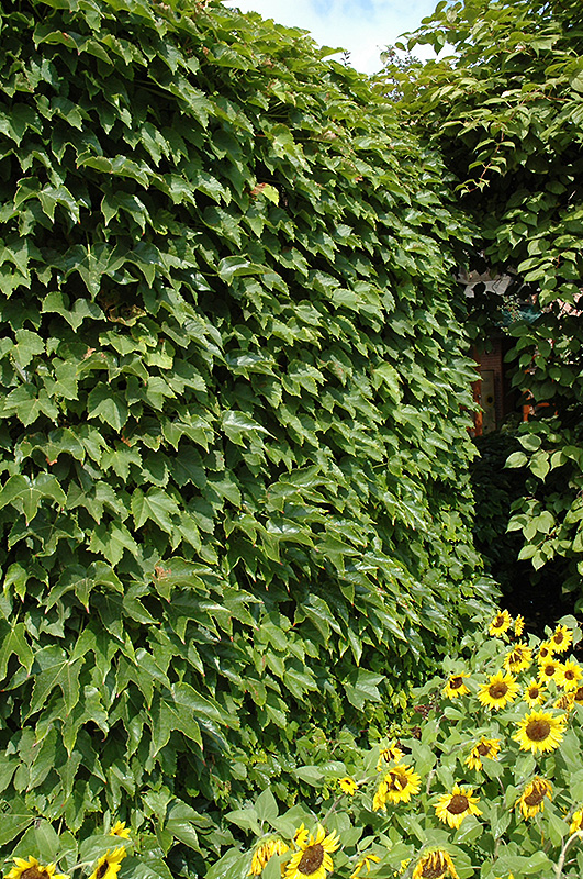 Boston Ivy (Parthenocissus tricuspidata) at Longfellow's Greenhouses