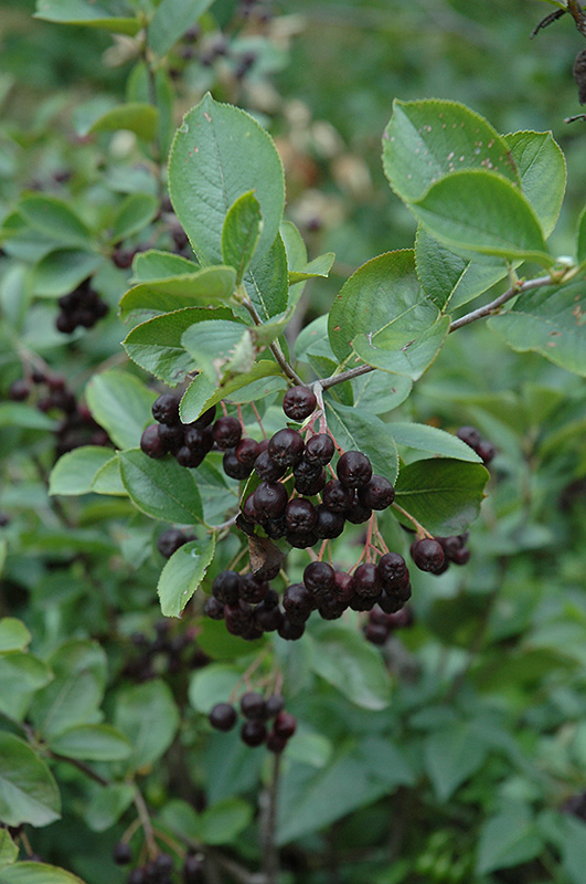 Black Chokeberry (Aronia melanocarpa var. elata) at Longfellow's Greenhouses