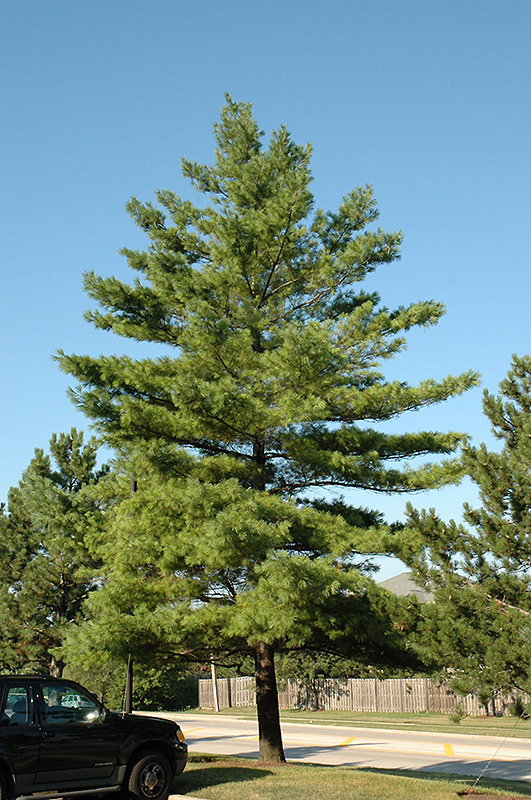 White Pine (Pinus strobus) at Longfellow's Greenhouses