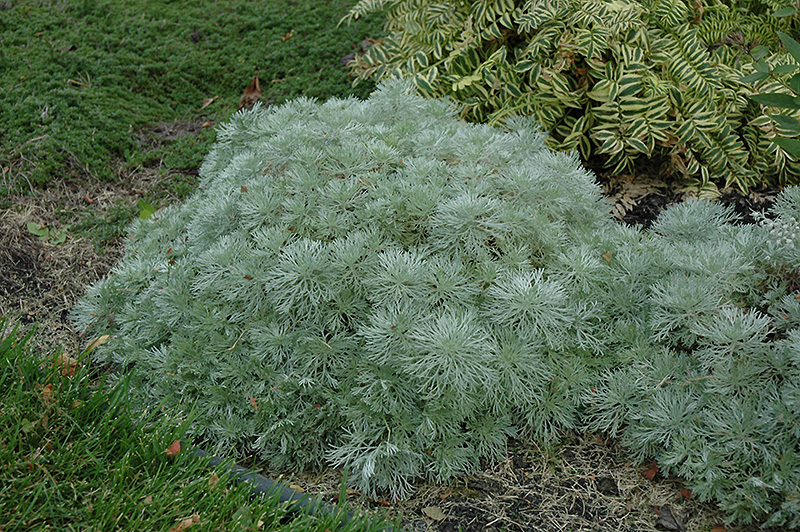 Silver Mound Artemesia (Artemisia schmidtiana 'Silver Mound') at Longfellow's Greenhouses