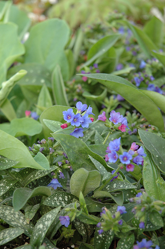 Little Star Lungwort (Pulmonaria 'Little Star') at Longfellow's Greenhouses