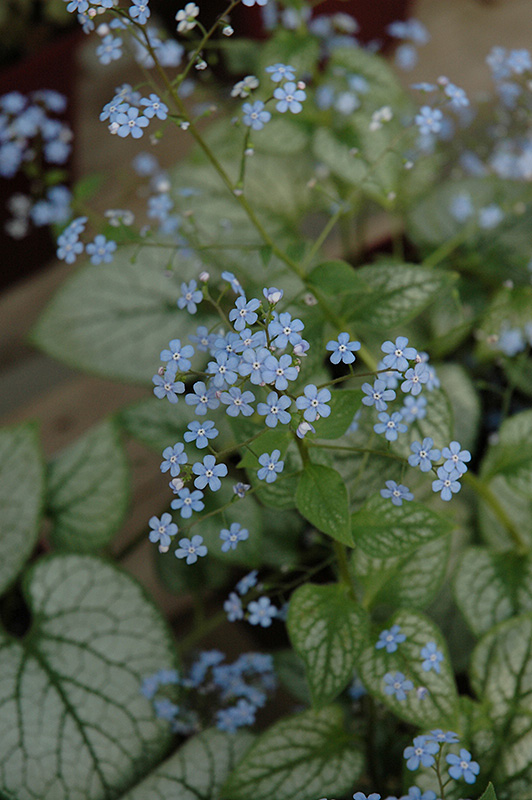 Jack Frost Bugloss (Brunnera macrophylla 'Jack Frost') at Longfellow's Greenhouses