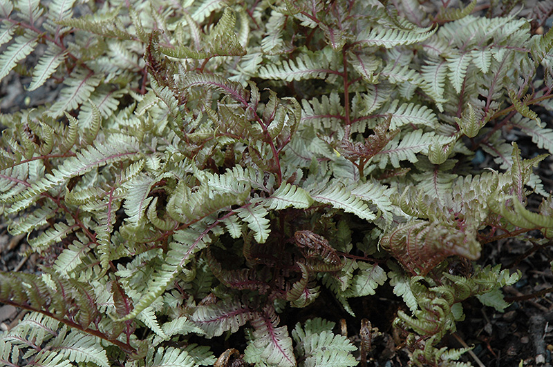 Red Beauty Painted Fern (Athyrium nipponicum 'Red Beauty') at Longfellow's Greenhouses